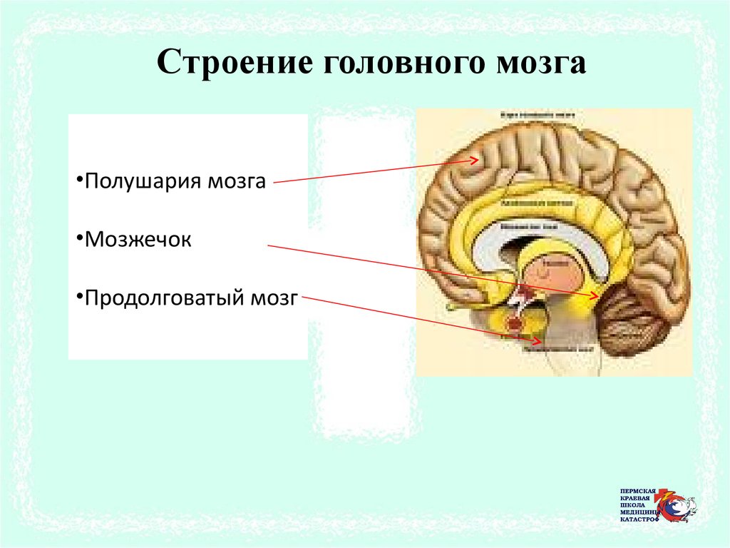 Смещения структур головного мозга. Структуры головного мозга. Строение головы. Подробная структура мозга. Смещение срединных структур головного мозга как считать.