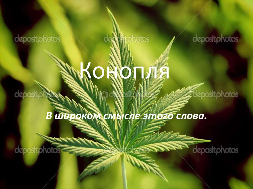марихуана священное растение