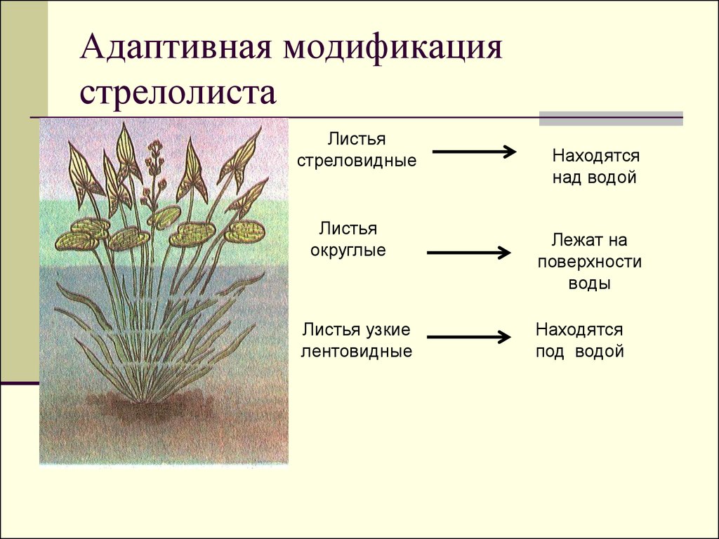 Рассмотрите рисунок стрелолиста обыкновенного найдите три вида листьев внешние особенности
