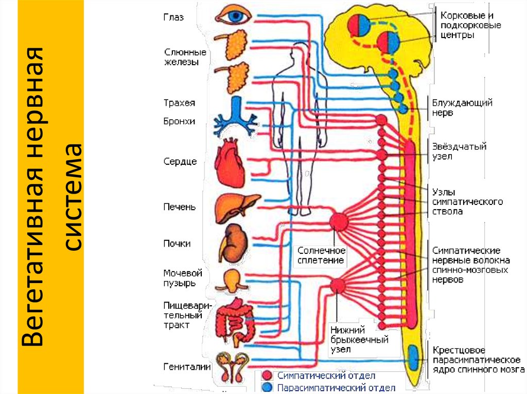 Ядра симпатического отдела. Схема симпатической и парасимпатической нервной системы. Автономный отдел нервной системы 8 класс биология. Соматическая нервная система схема строения. Парасимпатическая система организма человека.