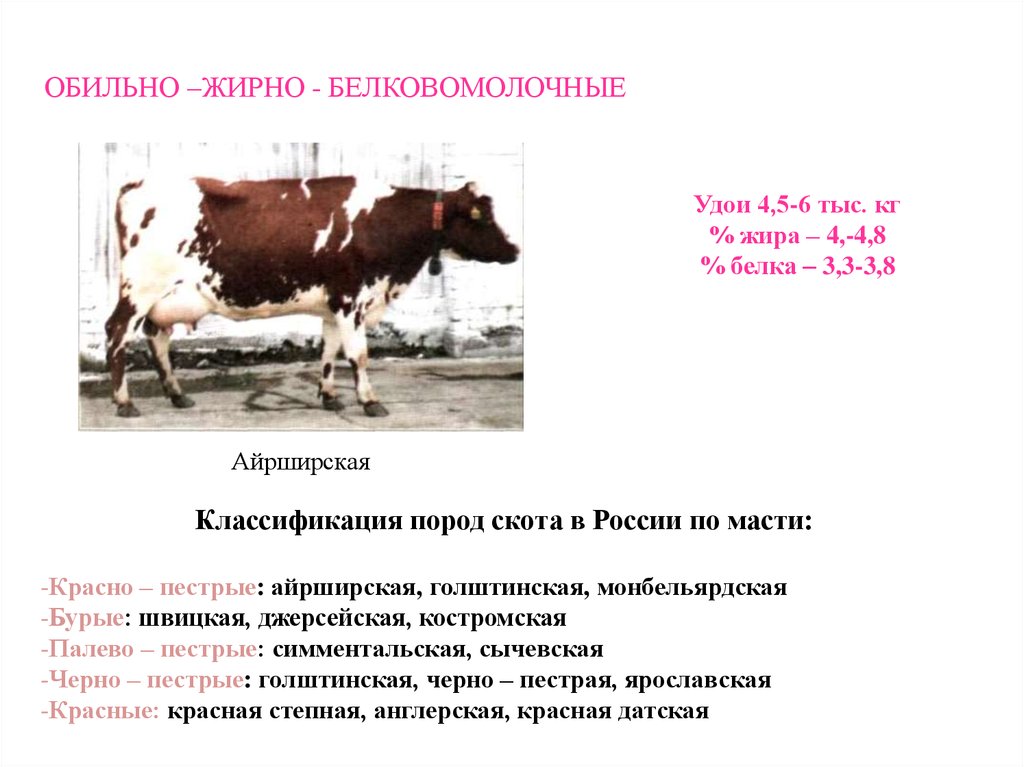 Крс расшифровка. Айрширская порода промеры. Таблица для Айширской породы КРС. Породы молочной продуктивности КРС Голштинская. Классификация КРС мясного направления.