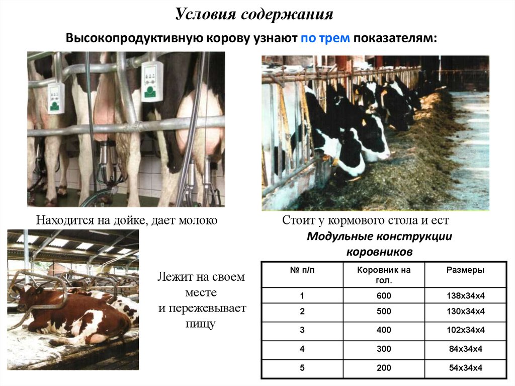 Презентация содержание животных