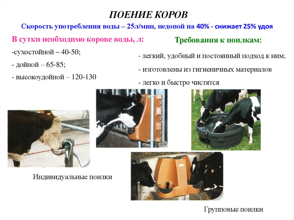 Системы и способы содержания крс презентация