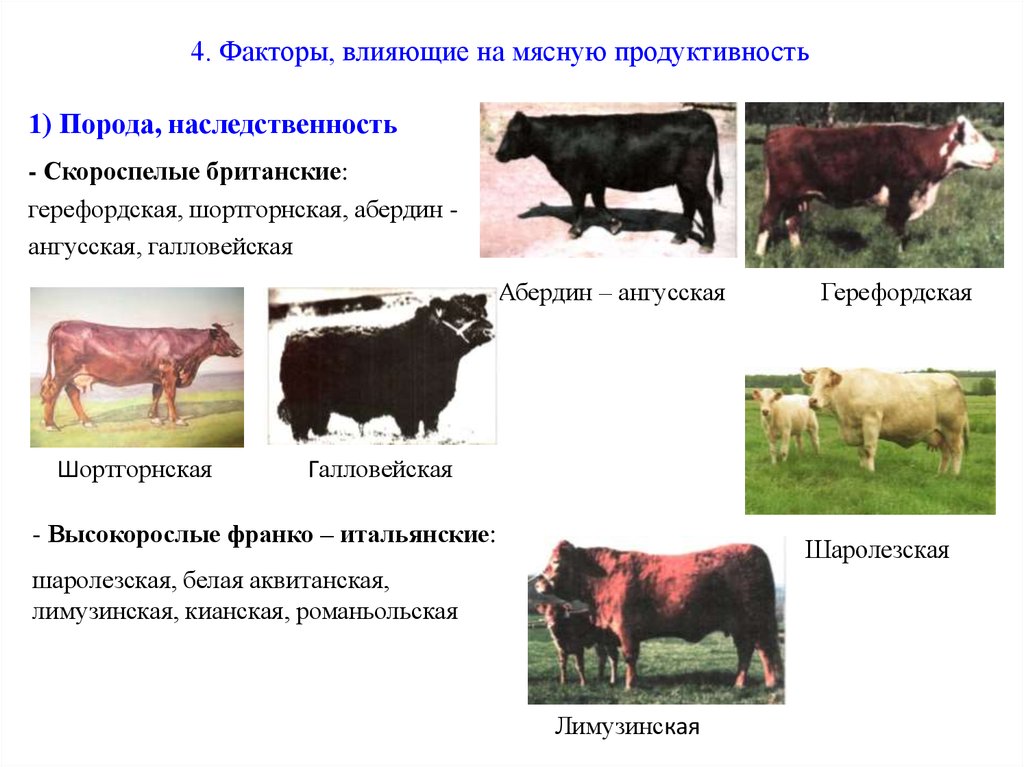 Продуктивные породы. Факторы влияющие на мясную продуктивность крупного рогатого скота. Породы мясной продуктивности КРС. Абердин-ангусская порода продуктивность. Факторы влияния на мясную продуктивность КРС.