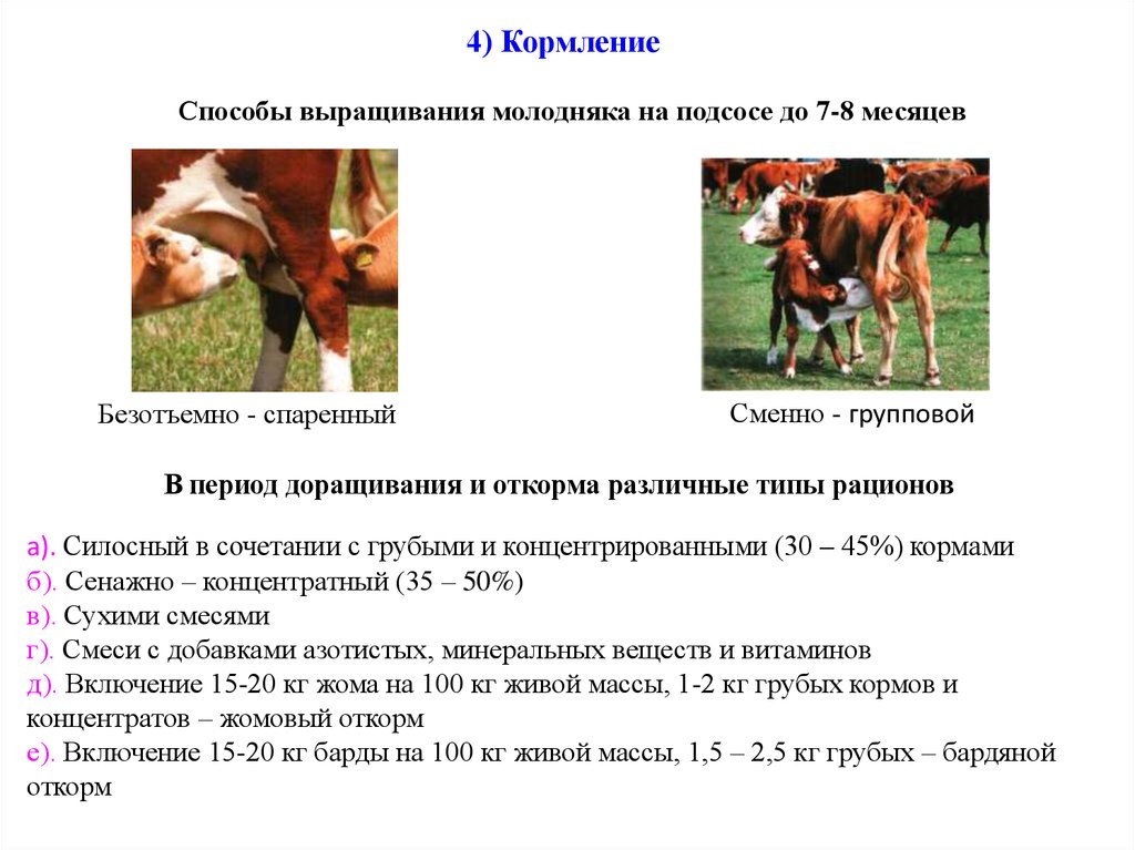 Условия кормления. Типы кормления КРС. Способы кормления КРС. Особенности кормления молодняка крупного рогатого скота. Силосный Тип кормления коров.