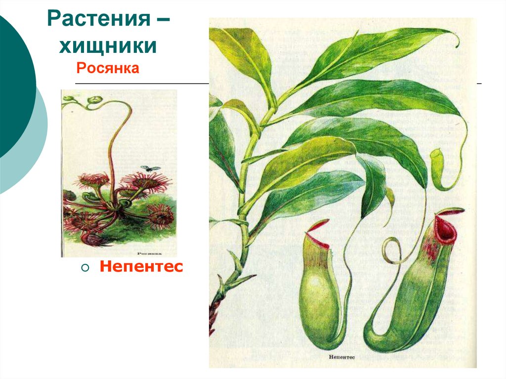 Презентация растения паразиты и хищники