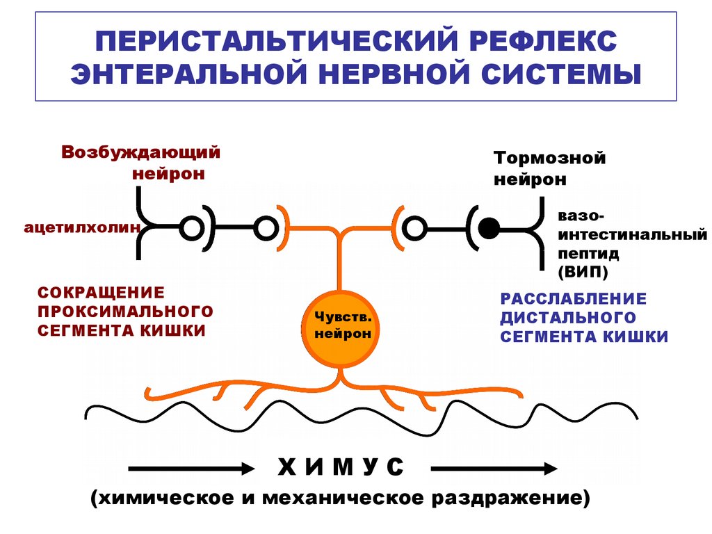 Энтеральная нервная система. Перистальтический рефлекс. Вазоактивный интестинальный пептид. Вазоактивный кишечный пептид. Вазоактивный интестинальный (вип) пептид.