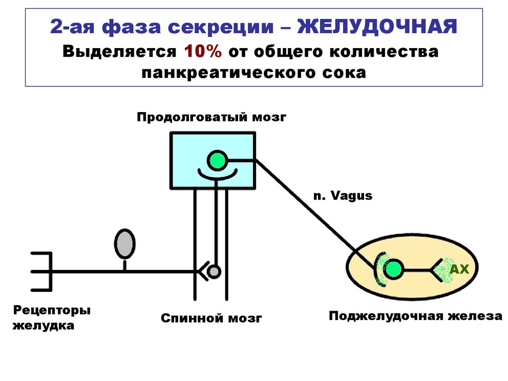 Рефлекторная фаза. Сложнорефлекторная фаза желудочной секреции схема. Кишечная фаза схема. Схема рефлекторной дуги фазы желудочной секреции. Мозговая сложнорефлекторная фаза секреции желудка.