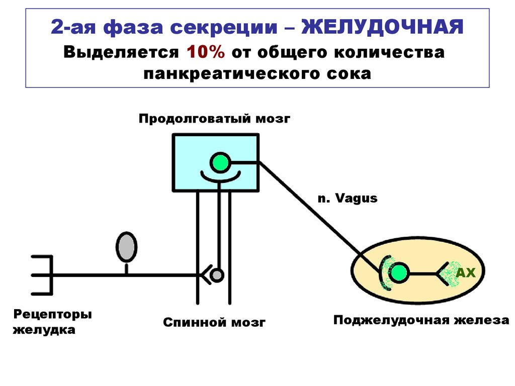 Схема желудочной фазы регуляции желудочной секреции