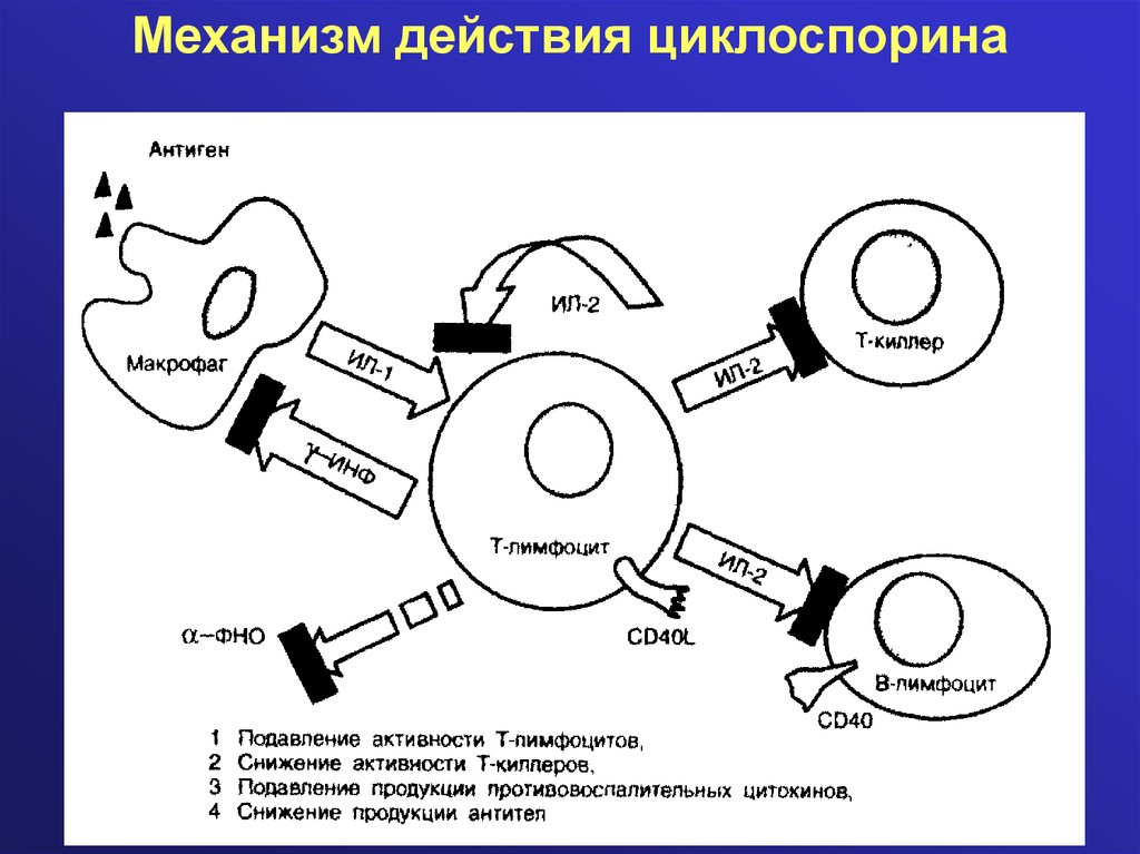 Действующий механизм. Механизм действия циклоспорина. Циклоспорин механизм действия. Циклоспорин механизм. Циклоспорин механизм действия фармакология.