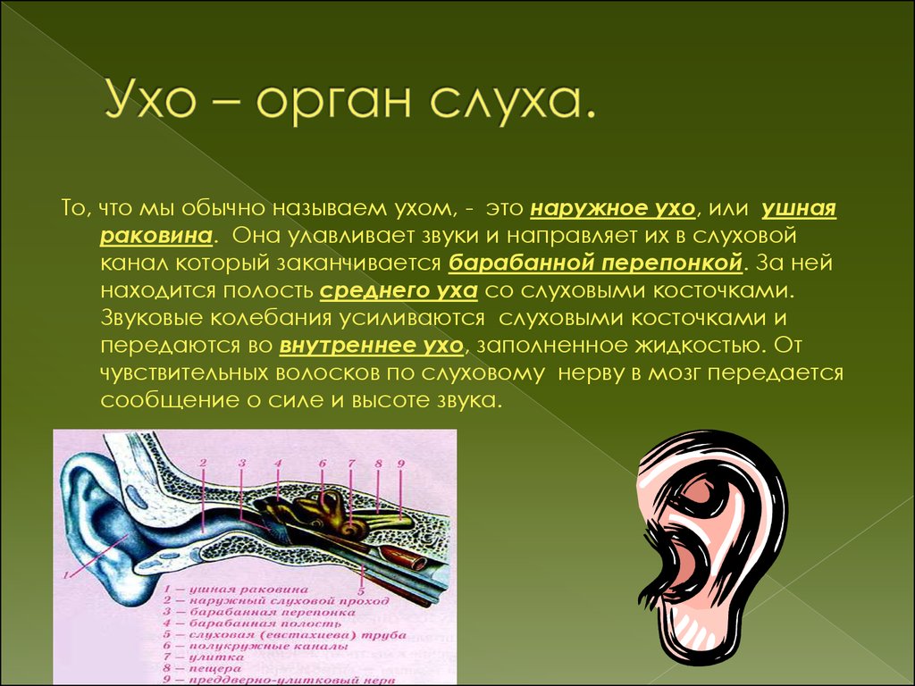 Рассказы про уши. Сведения о органе слуха. Интересное об ухе.