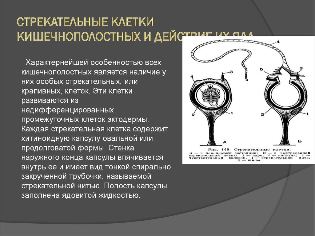 Организм имеет стрекательные клетки