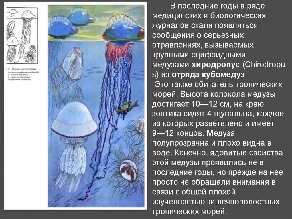 Сцифоидные роль в жизни человека. Медуза колокол. Хиродропус медуза. Имеют вид зонтика Кишечнополостные. У медузы есть мозги