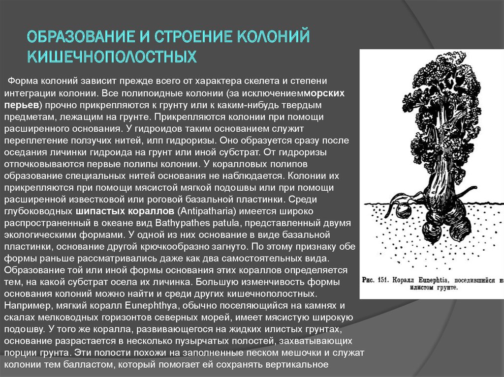 Колония кишечнополостных. Образование колоний кишечнополостных. Как образуется колония кишечнополостных. Колониальные формы кишечнополостных. Какие Кишечнополостные образуют колонии.