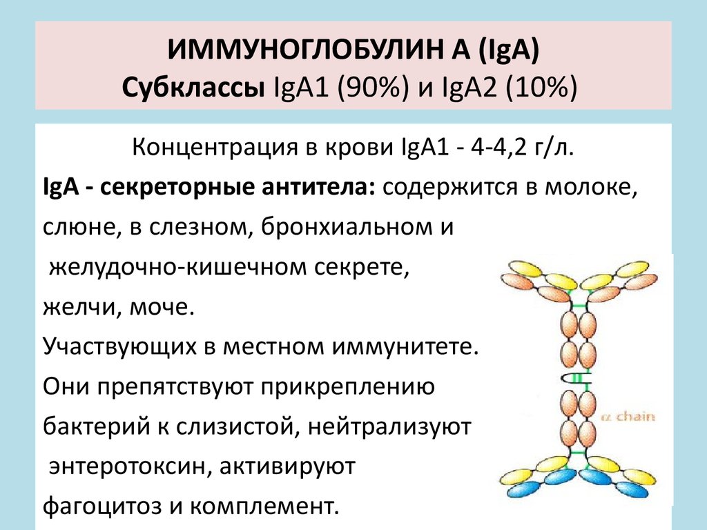 Сильно повышен иммуноглобулин. Иммуноглобулины iga (1-2) IGE. Iga иммуноглобулин строение. Иммуноглобулин a ctrhtnjhys. Секреторный иммуноглобулин а.