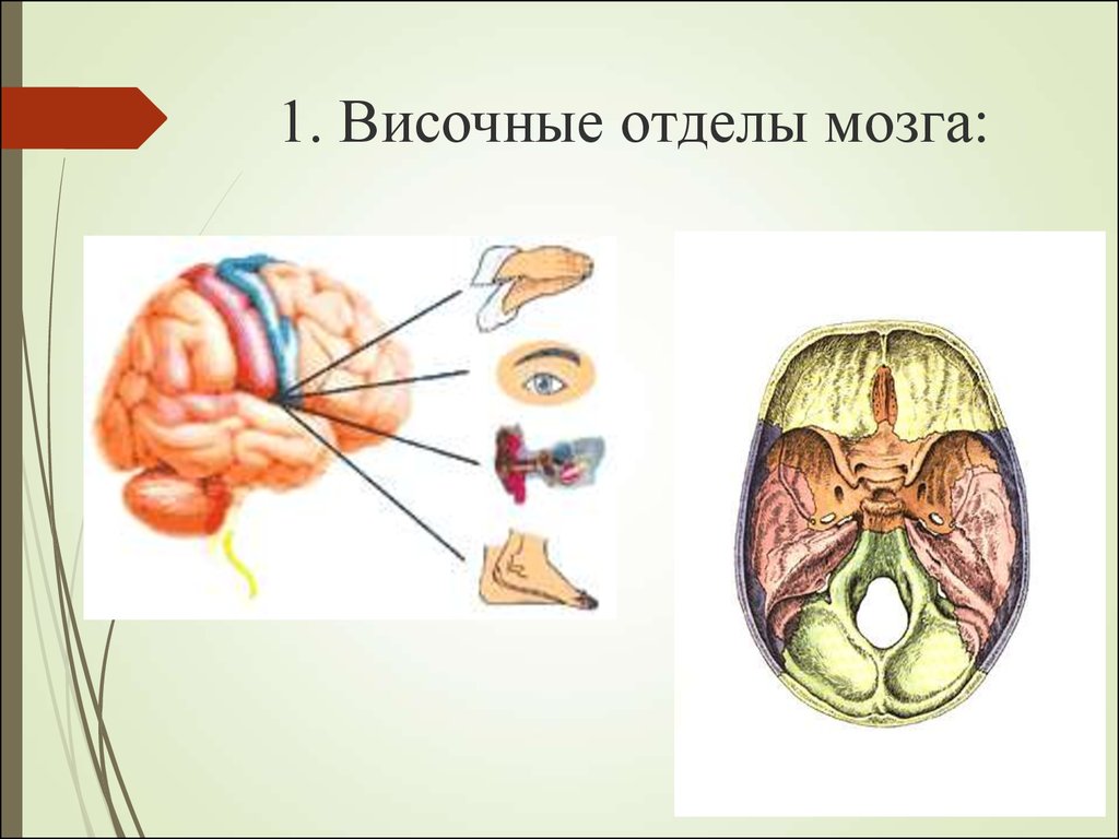 Височная функция мозга. Височные отделы мозга. Поражение височных отделов мозга. Синдромы при поражениивисочных- отделорв мозга.