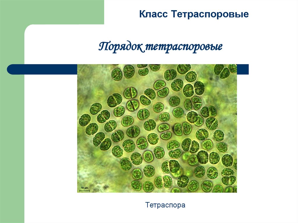 Зеленые водоросли характеристика