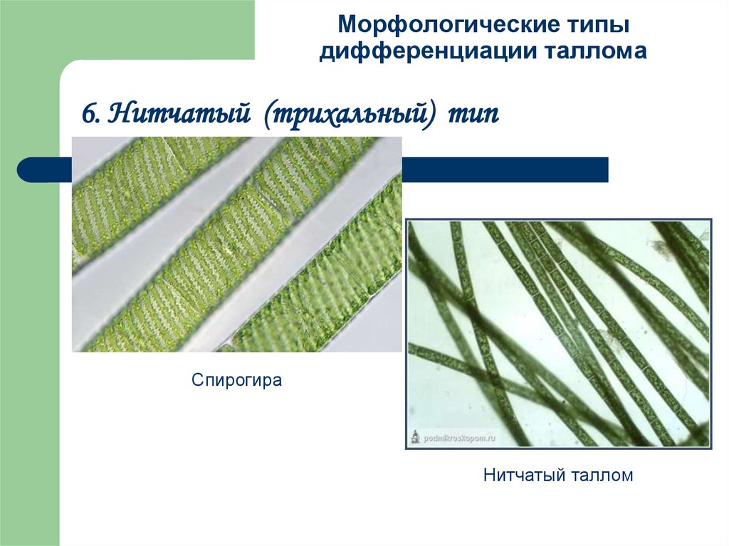 Имеют недифференцированный таллом могут иметь. Нитчатый Тип таллома. Трихальный таллом. Spirogyra Тип таллома. Трихальный Тип таллома.