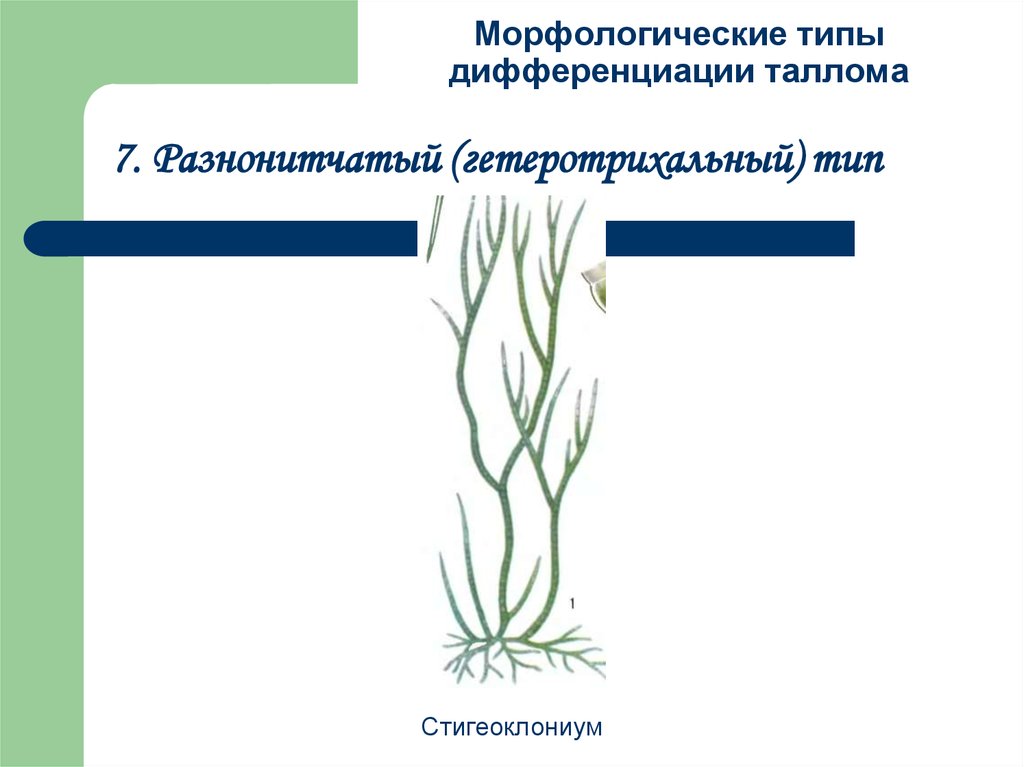 Морфологический вид. Сифональный Тип дифференциации таллома. Гетеротрихальный Тип таллома. Гетерохриальный таллом. Разнонитчатый таллом.