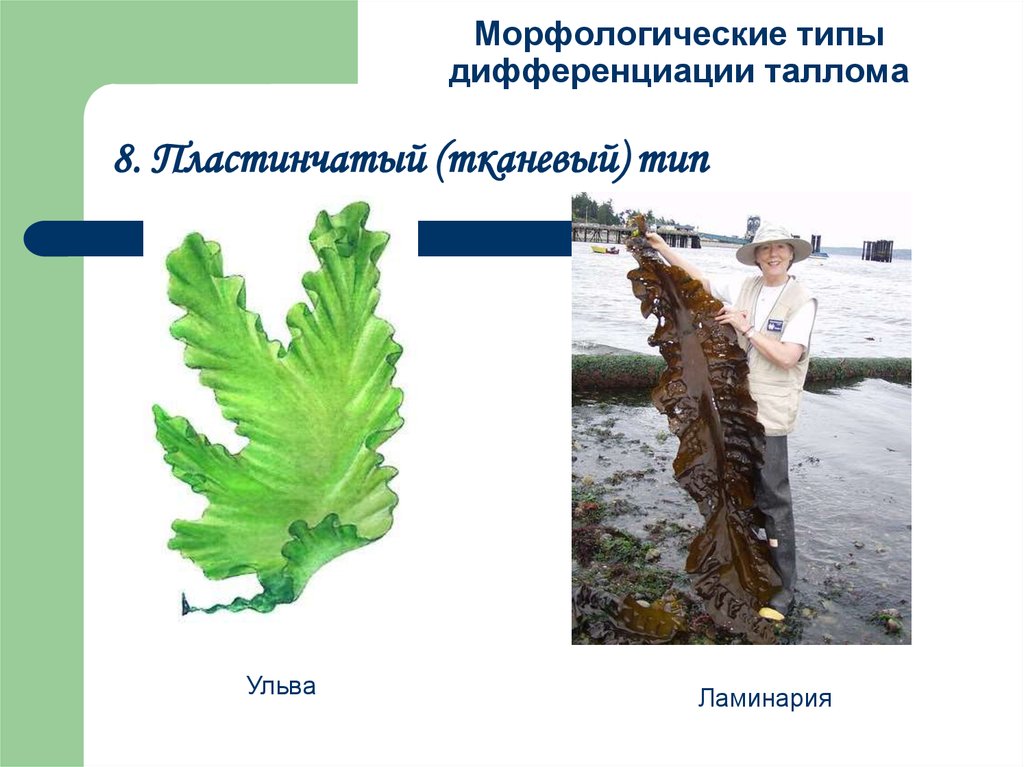 Пластинчатые водоросли. Ульва и ламинария. Типы организации таллома водорослей. Таллом ульвы. Типы дифференциации таллома бурых водорослей.