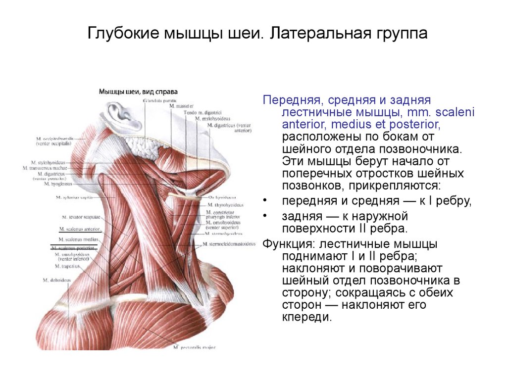 Схема мышц на шее