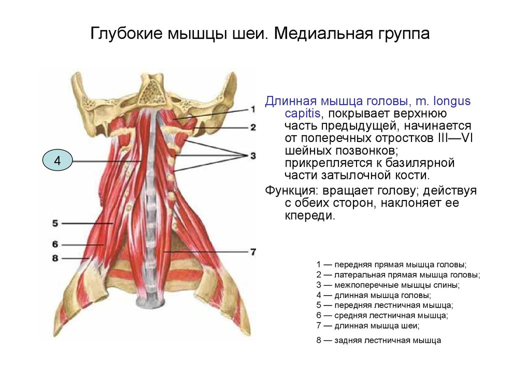 Для чего нужна шея. Глубокие мышцы шеи медиальная группа. Мышцы шеи сзади анатомия. Глубокие мышцы шеи латеральная группа. Длинная мышца шеи (m. Longus Colli).