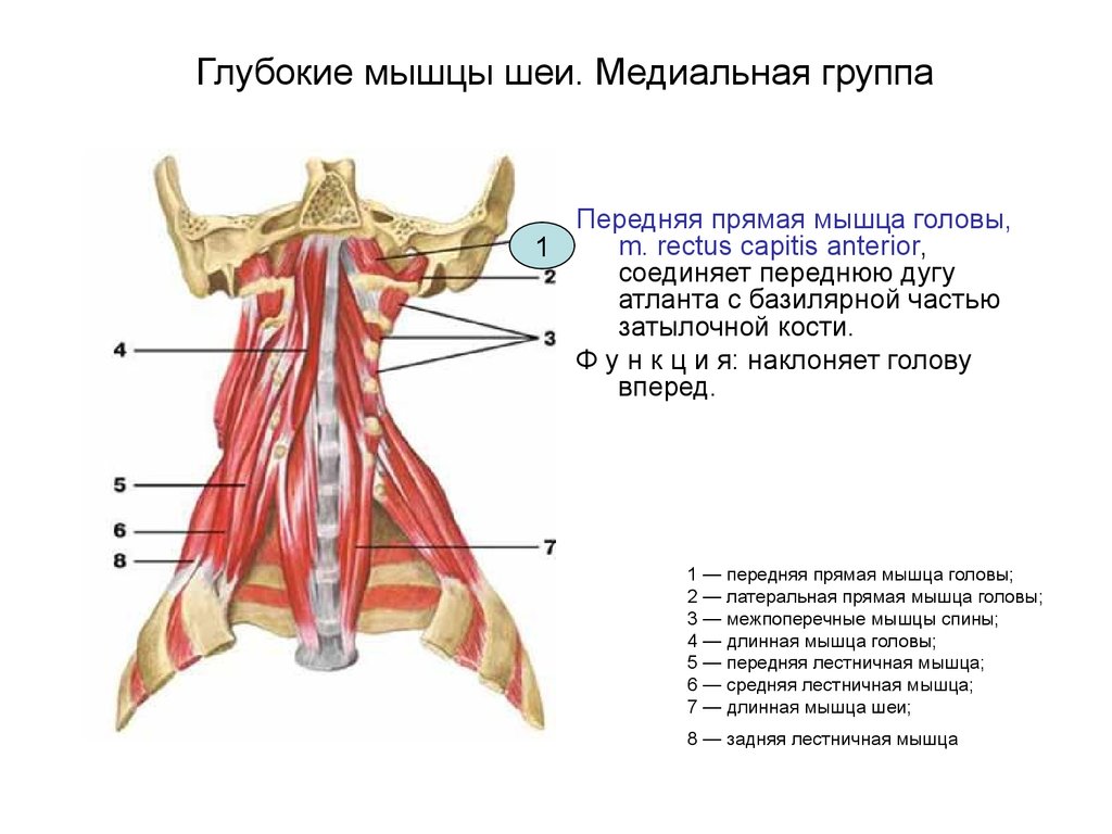 Глубокие мышцы шеи. Медиальная группа