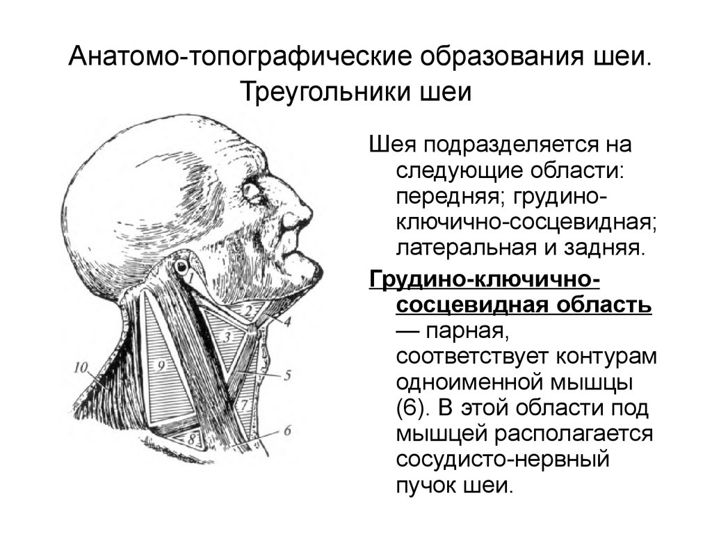 Топография шеи презентация