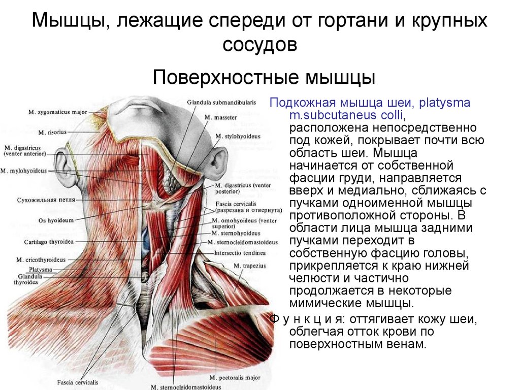 Мышцы, лежащие спереди от гортани и крупных сосудов Поверхностные мышцы