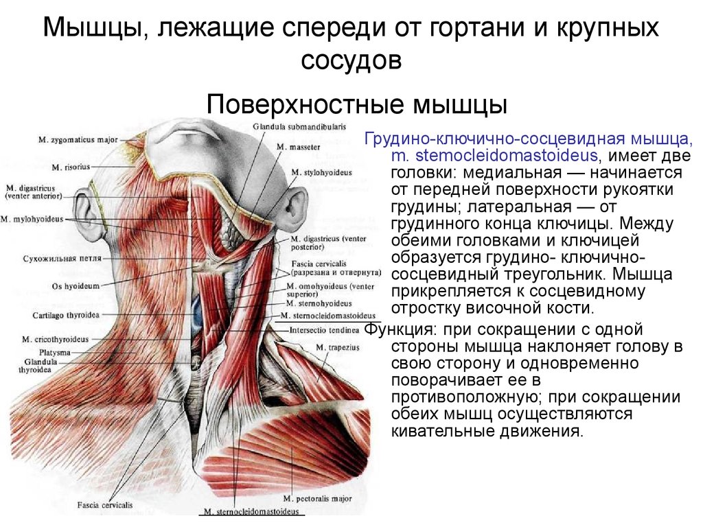 Мышцы шеи сзади анатомия картинки и описание