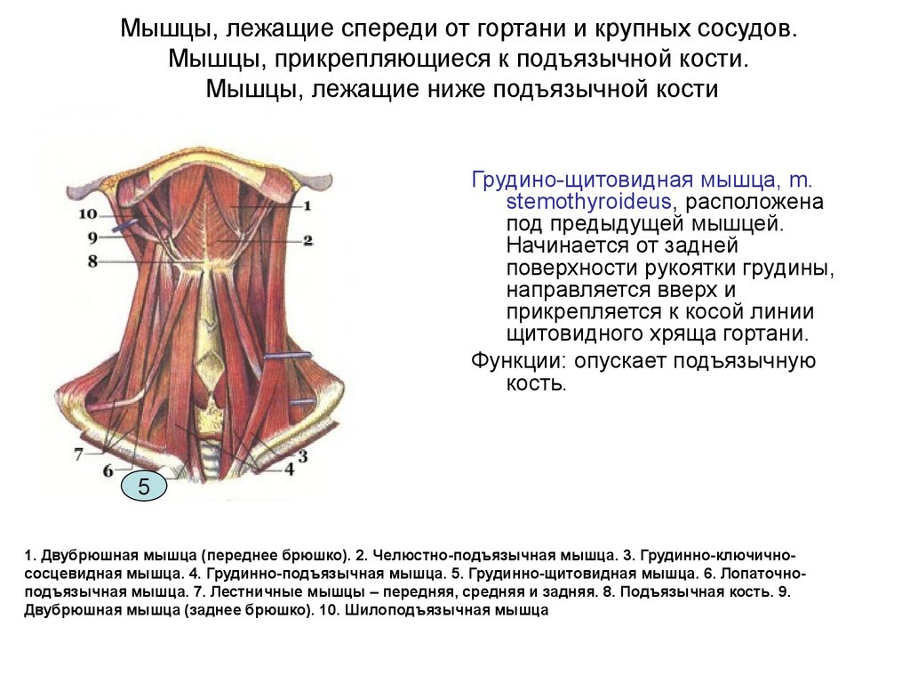 Мышцы выше. Мышцы шеи лежащие ниже подъязычной кости. Мышцы шеи, находящиеся ниже подъязычной кости:. Мышцы расположенные ниже подъязычной кости. Мышцы шеи ниже подъязычной кости.