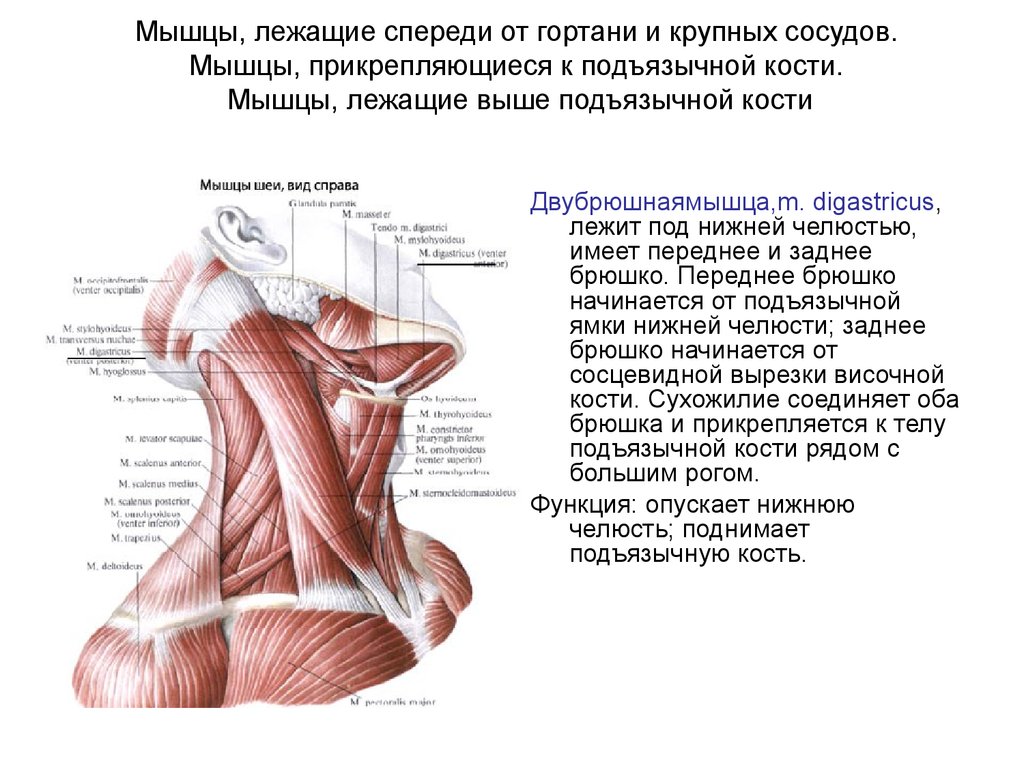 Мышцы, лежащие спереди от гортани и крупных сосудов. Мышцы, прикрепляющиеся к подъязычной кости. Мышцы, лежащие выше подъязычной кости