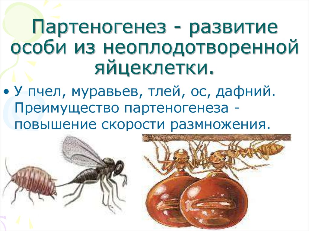 Какой тип развития характерен для муравья. Партеногенез у муравьёв. Муравьи партеногенез. Партеногенез у насекомых. Партеногенез у пчел и муравьев.