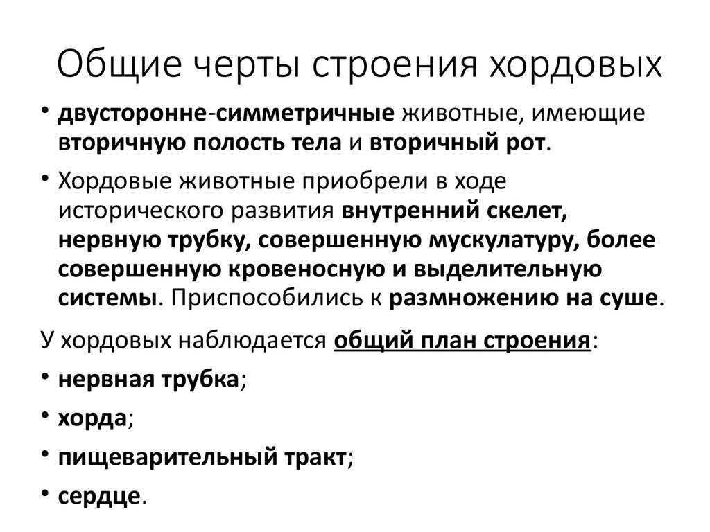 Какие особенности строения позволяют. Общие черты строения хордовых животных. Тип Хордовые общая характеристика. Общая характеристика типа хордовая. Основные черты типа хордовых.