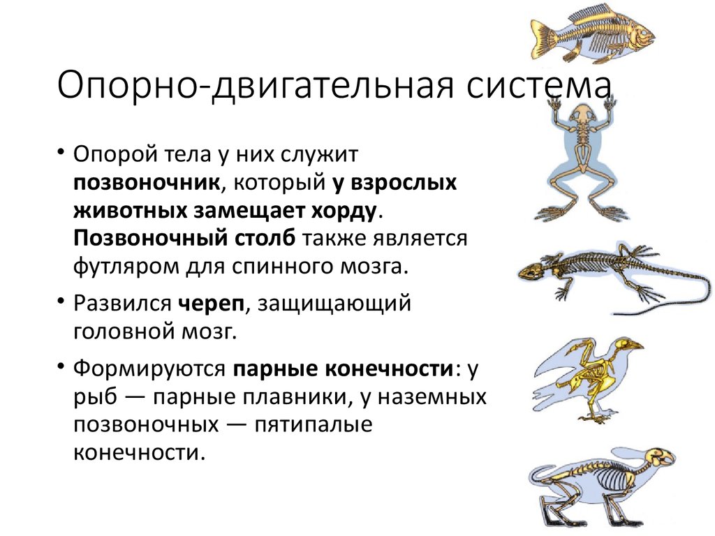 О чем говорит сходный план строения скелетов разных позвоночных животных кратко