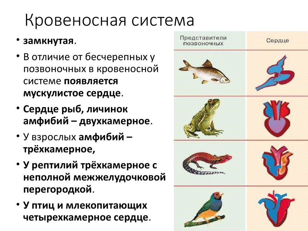 Главные черты отличия птиц от пресмыкающихся