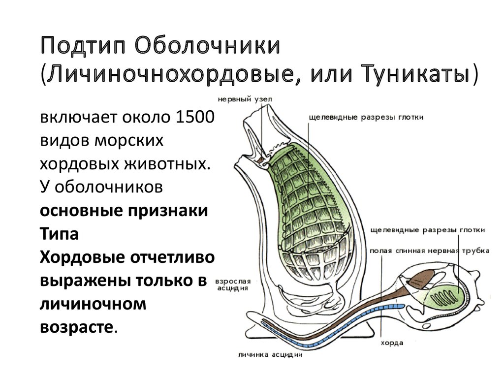 Презентация на тему хордовые