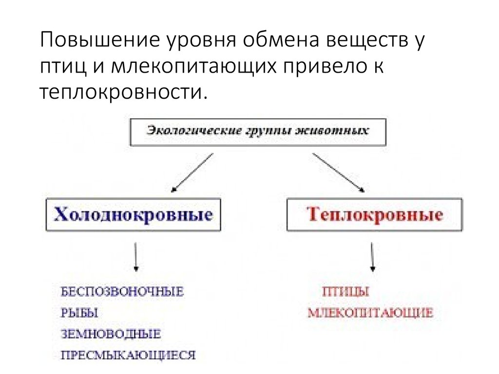 Эволюция теплокровность