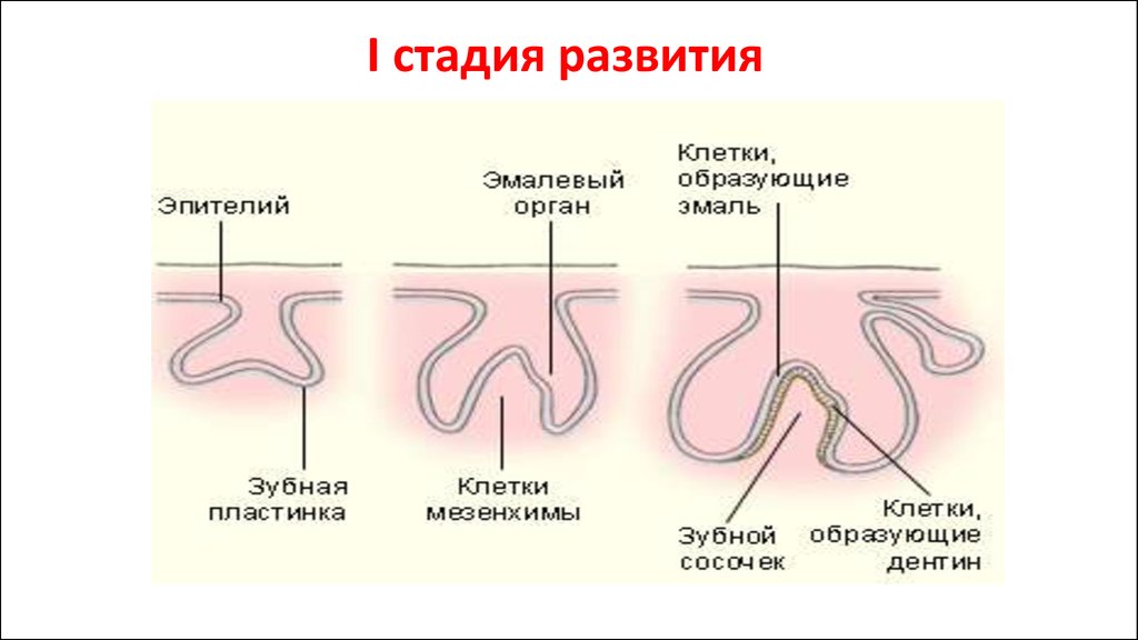 Первые стадии