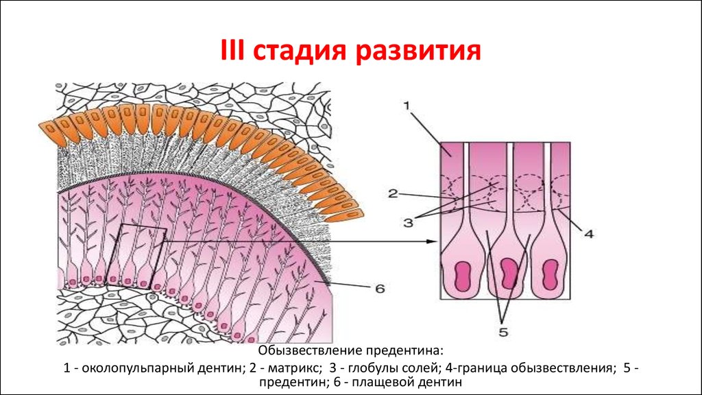 Третью стадию. Околопульпарный дентин. Околопульпарный и плащевой дентин гистология. Плащевой дентин предентин. Стадии развития зуба гистология 3 стадии.