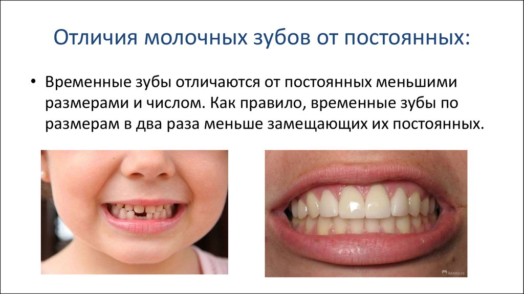 Почему зубы отличаются. Отличия временных и постоянных зубов. Различия молочных и постоянных зубов. Молочные и постоянные зубы.