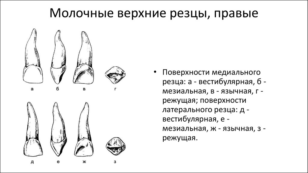 Высота нижних резцов