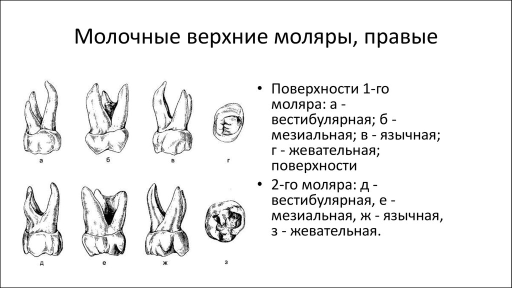 Верхние молочные. Молочный второй моляр верхней челюсти. Первый молочный моляр верхней челюсти. Второй моляр молочный зубы верхней челюсти. Зуб первый моляр верхней челюсти молочный?.