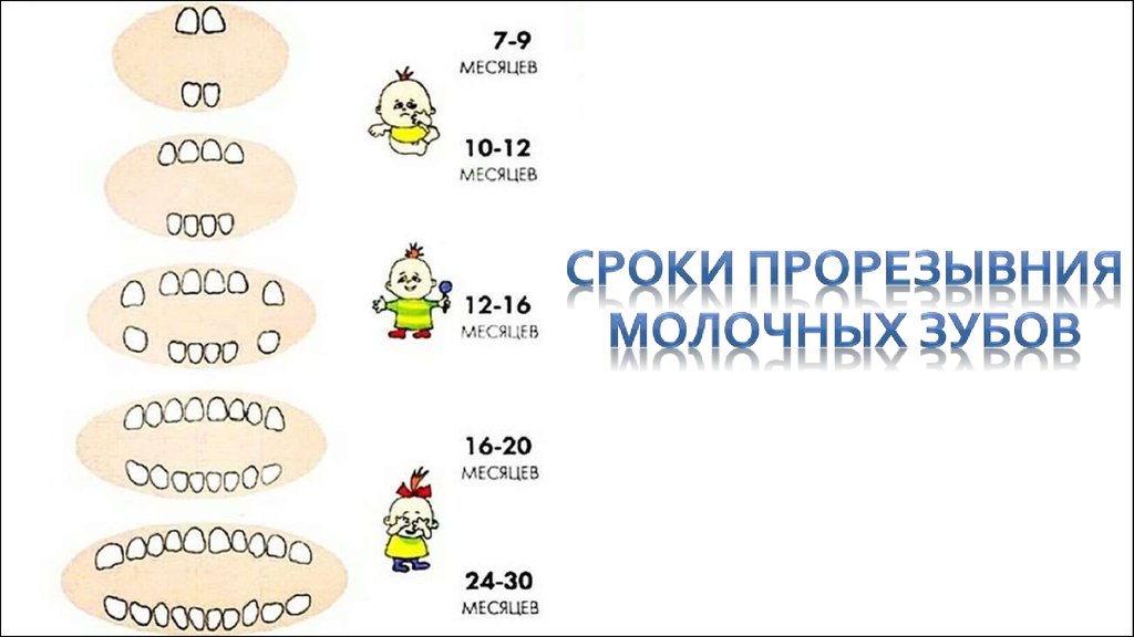 Схема появления молочных зубов