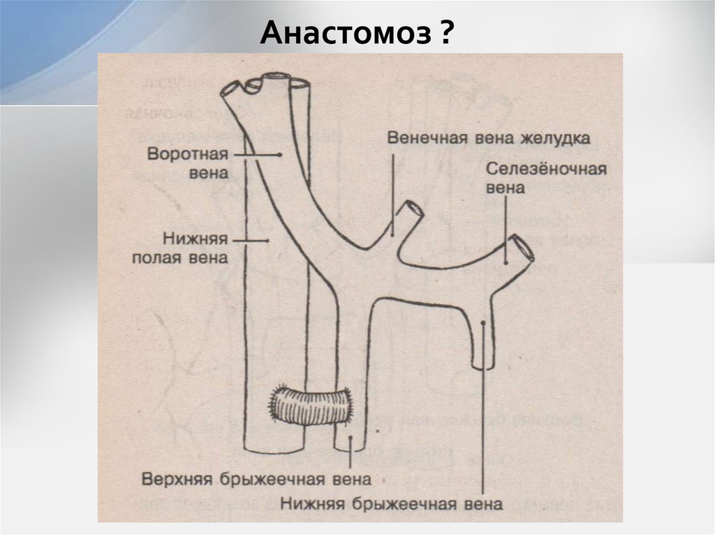 Кишечные анастомозы