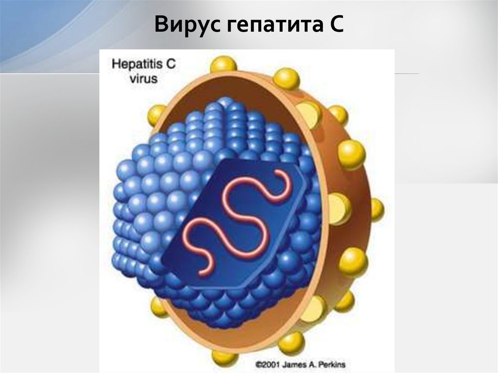 Вирус гепатита с рисунок