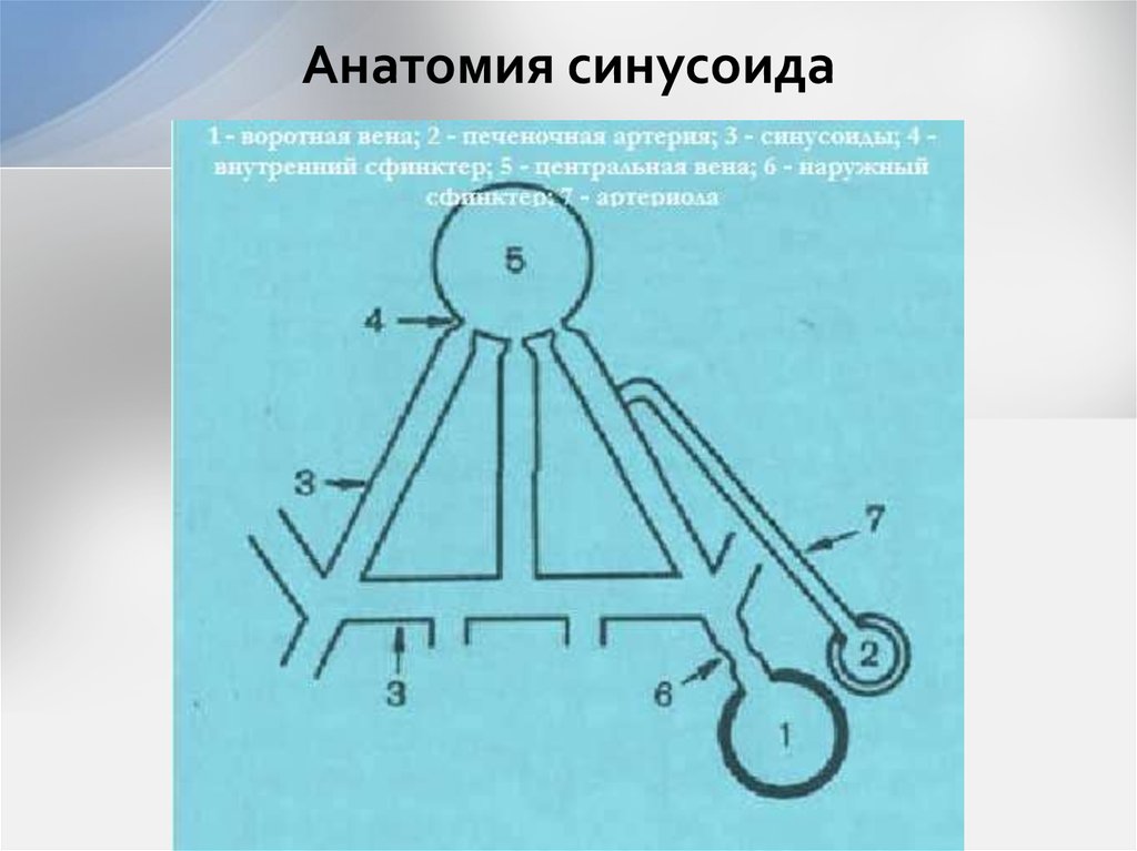Анатомия синусоида