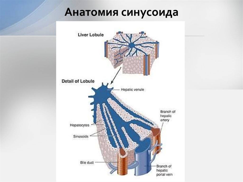 Анатомия синусоида