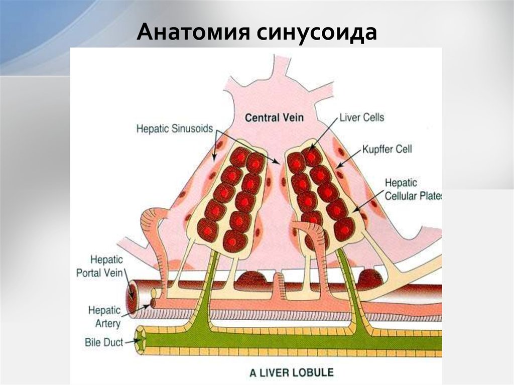 Анатомия синусоида