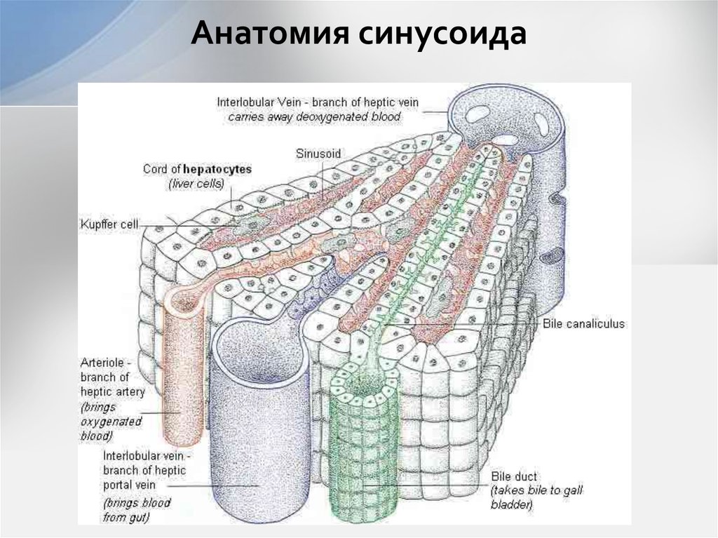Анатомия синусоида